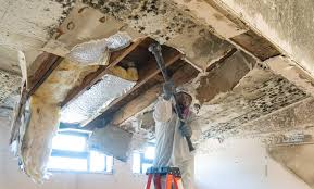 Trusted Maricopa, CA Mold Removal Services Experts